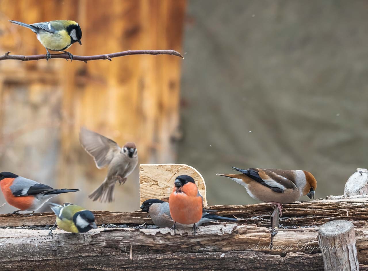 12 ноября начинается интернет-конкурс кормушек от Союза охраны птиц России