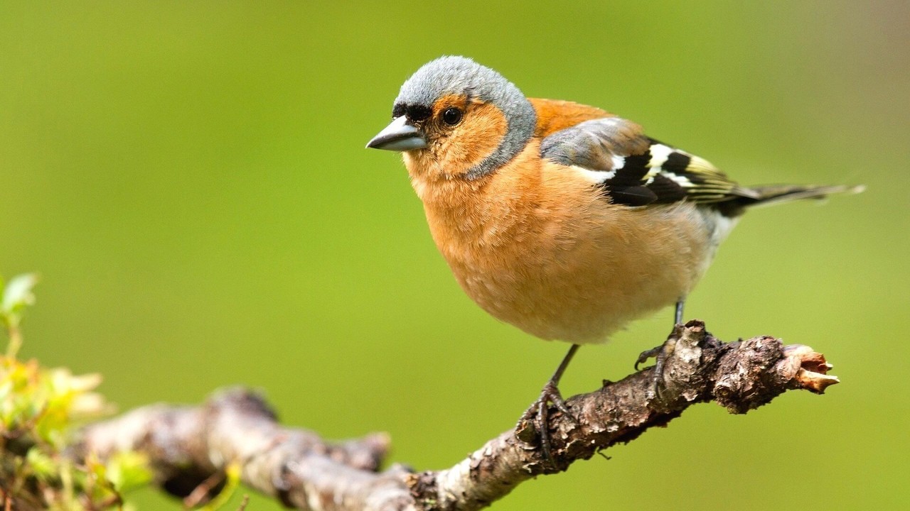 Птицы национального парка "Ладожские шхеры"