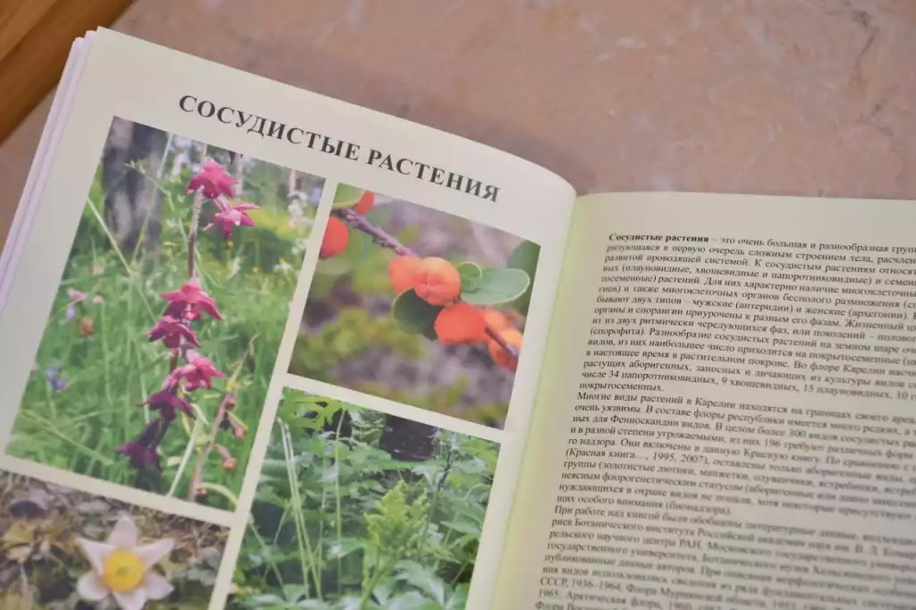 Красная книга Карелии. Фото «Республика» Сергей Юдин