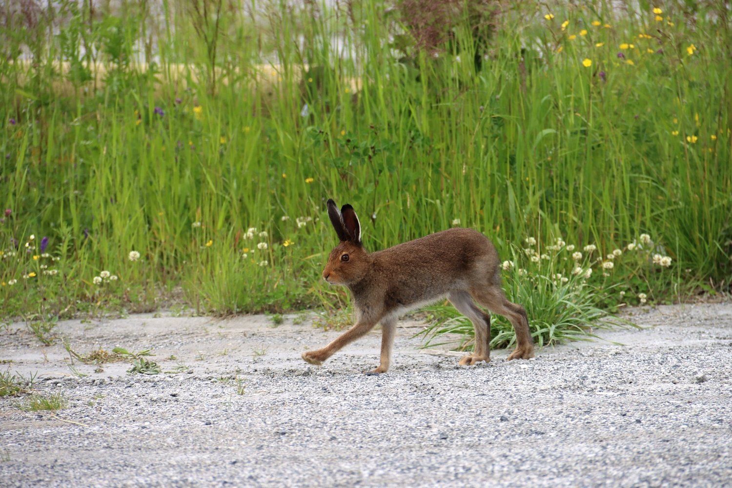Всемирный день дикой природы