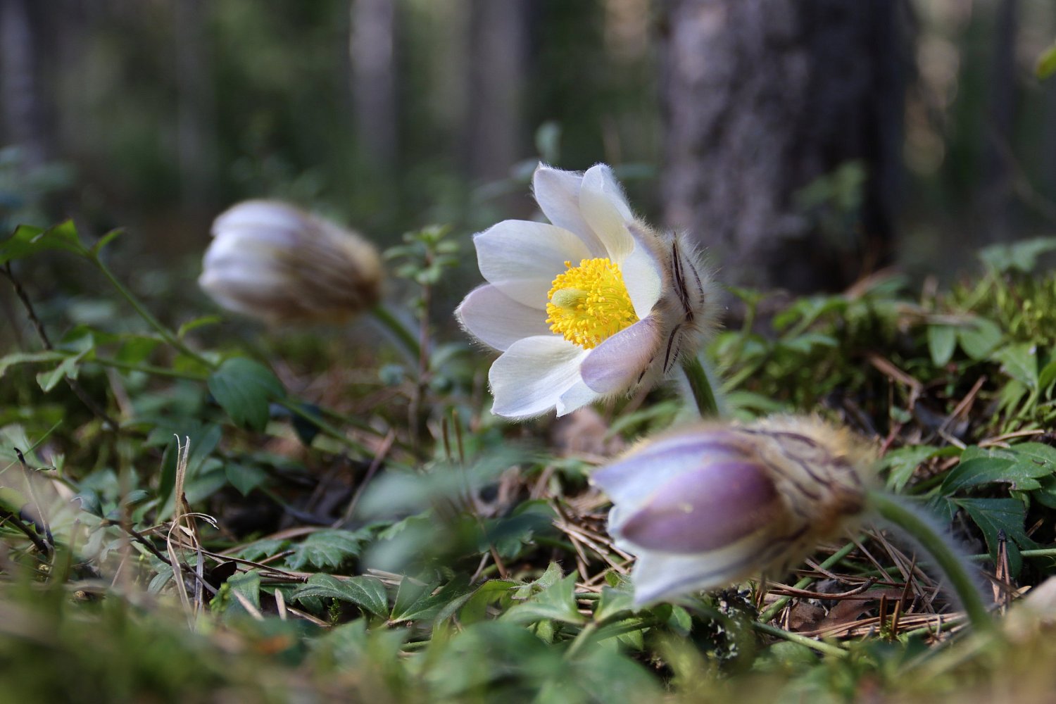 Прострел весенний или «сон-трава»