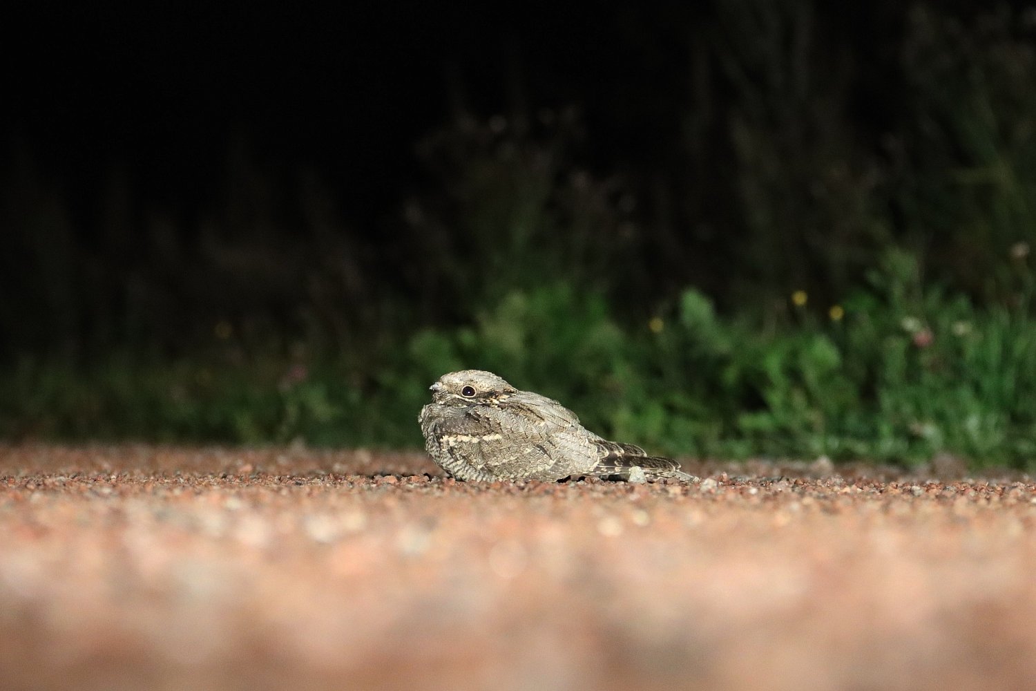 Всемирный день дикой природы