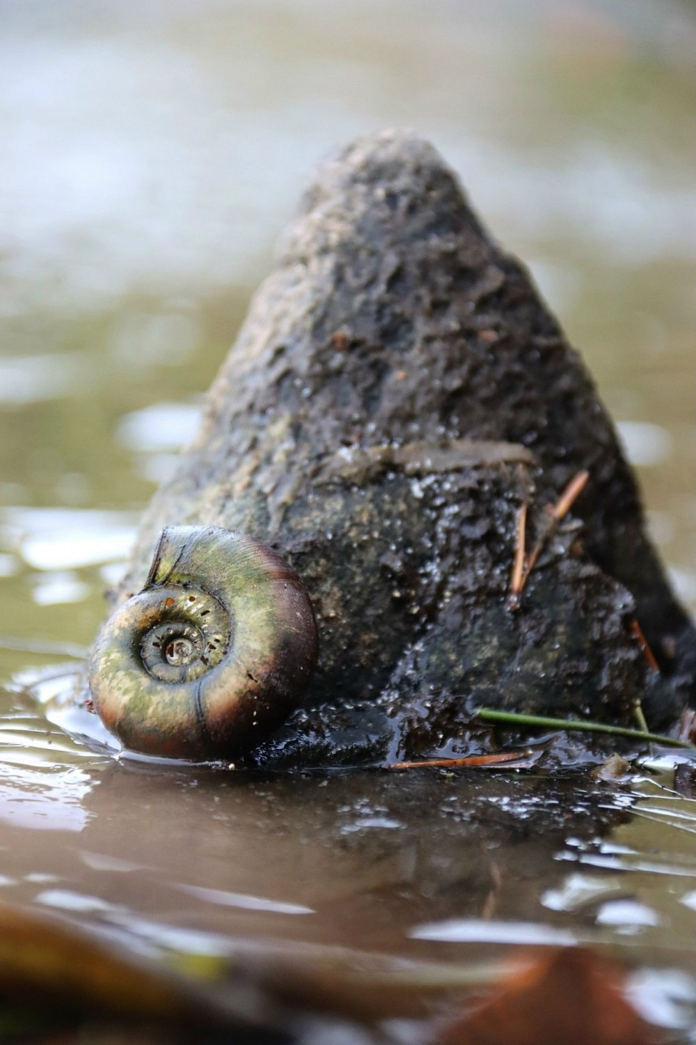 Всемирный день дикой природы
