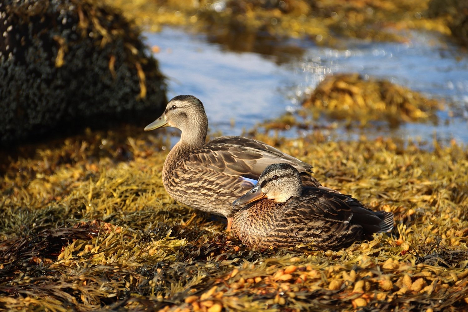 Всемирный день дикой природы