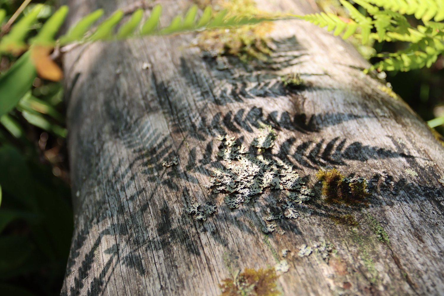 Экологическая тропа «Вдохновение»