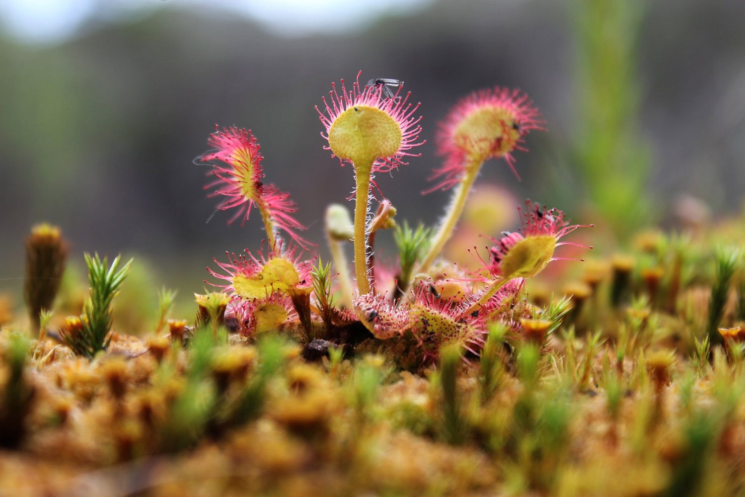 Туристский маршрут «Райский остров Койонсаари»