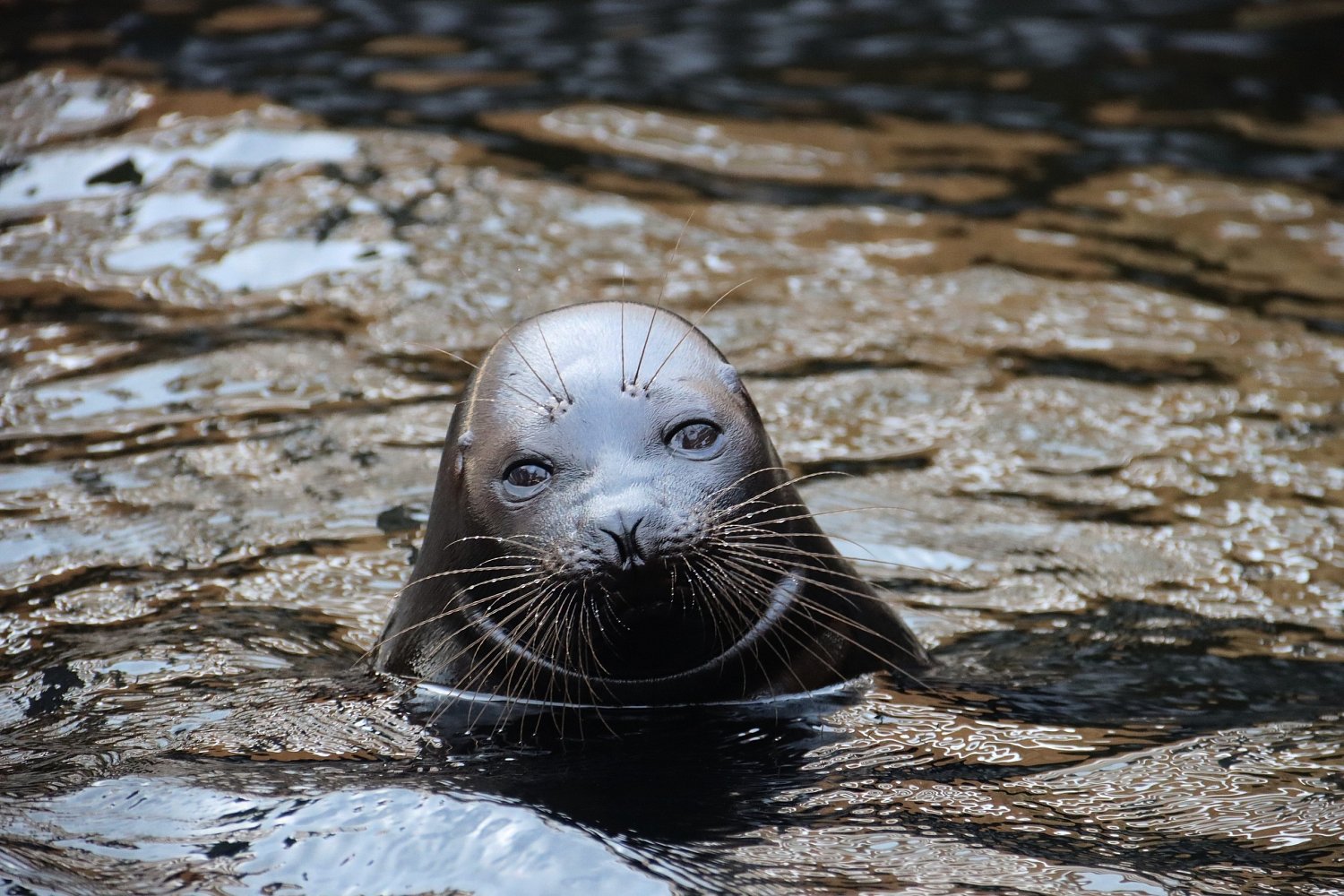 Всемирный день дикой природы