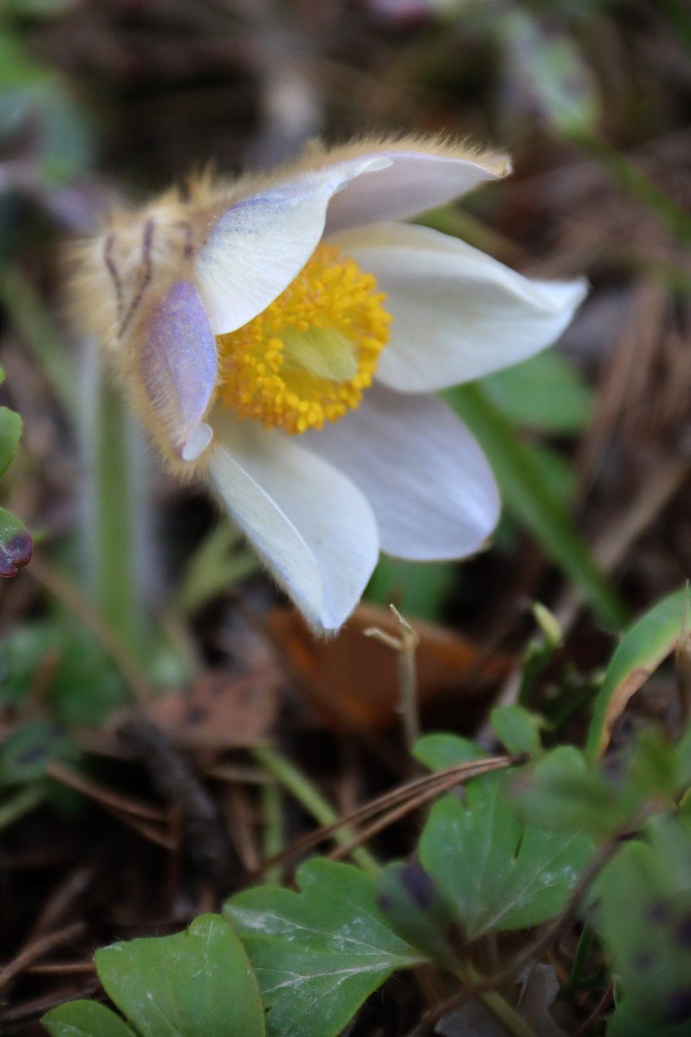 Прострел весенний или «сон-трава»