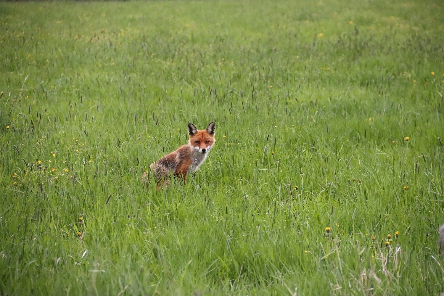 Всемирный день дикой природы