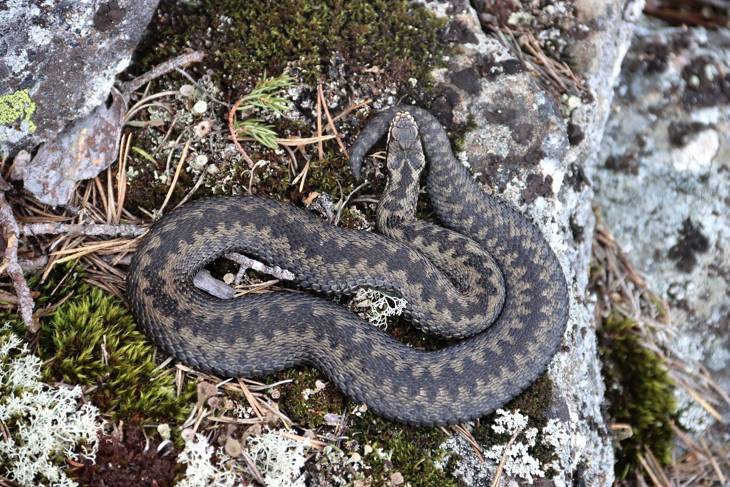 Всемирный день дикой природы