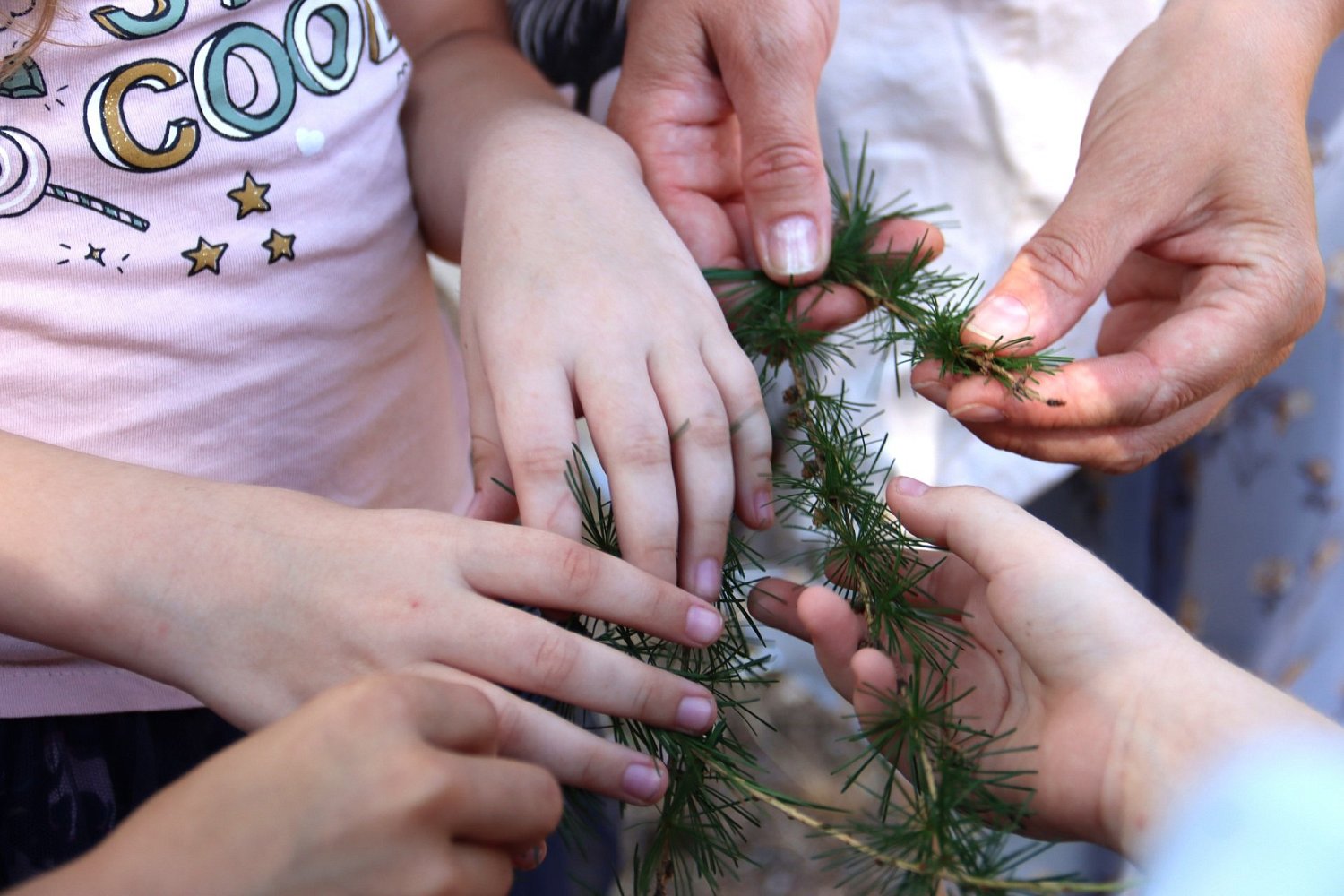 Ботаническая экскурсия в парке "Ваккосалми"