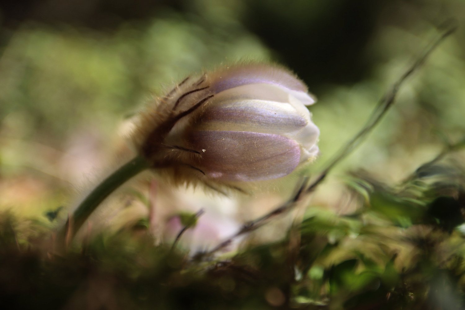 Прострел весенний или «сон-трава»