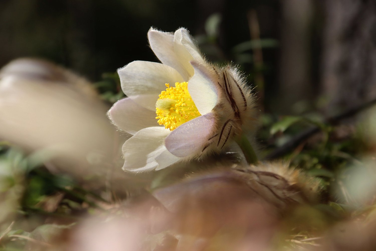 Прострел весенний или «сон-трава»