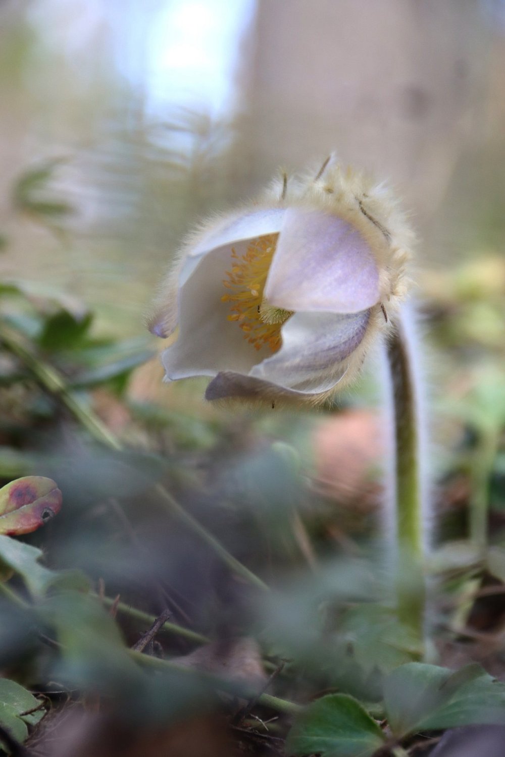 Прострел весенний или «сон-трава»