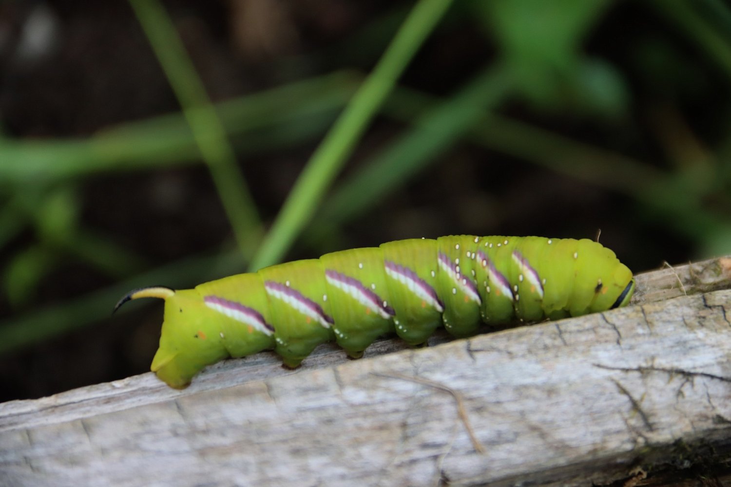Всемирный день дикой природы