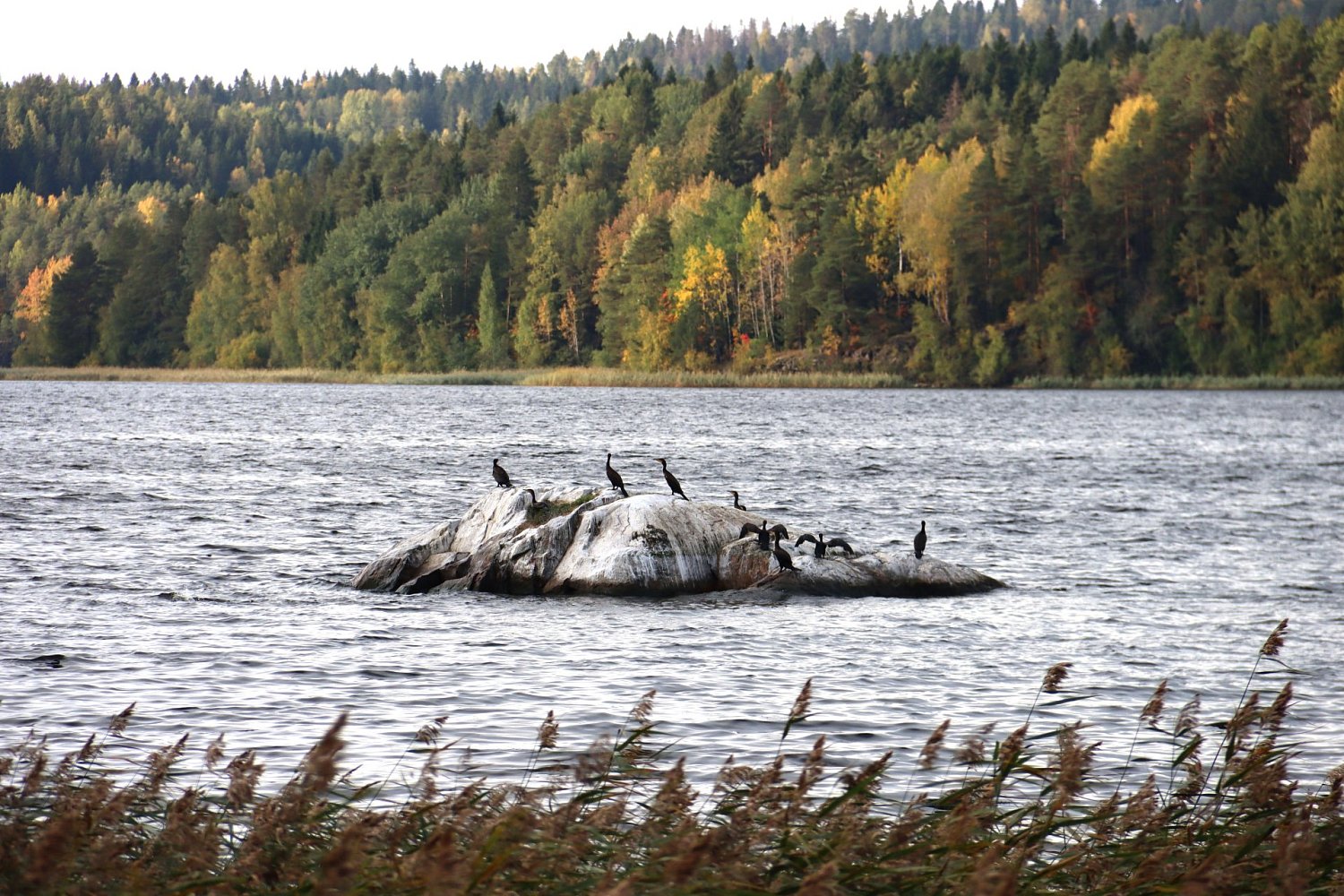 Экологическая тропа «Тропа на мысе Лоухиниеми»