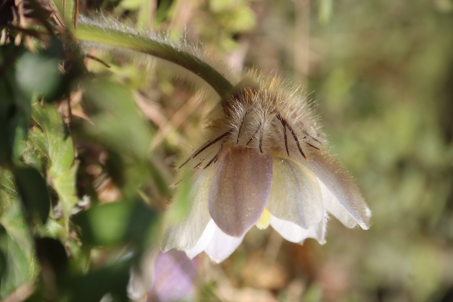 Прострел весенний или «сон-трава»