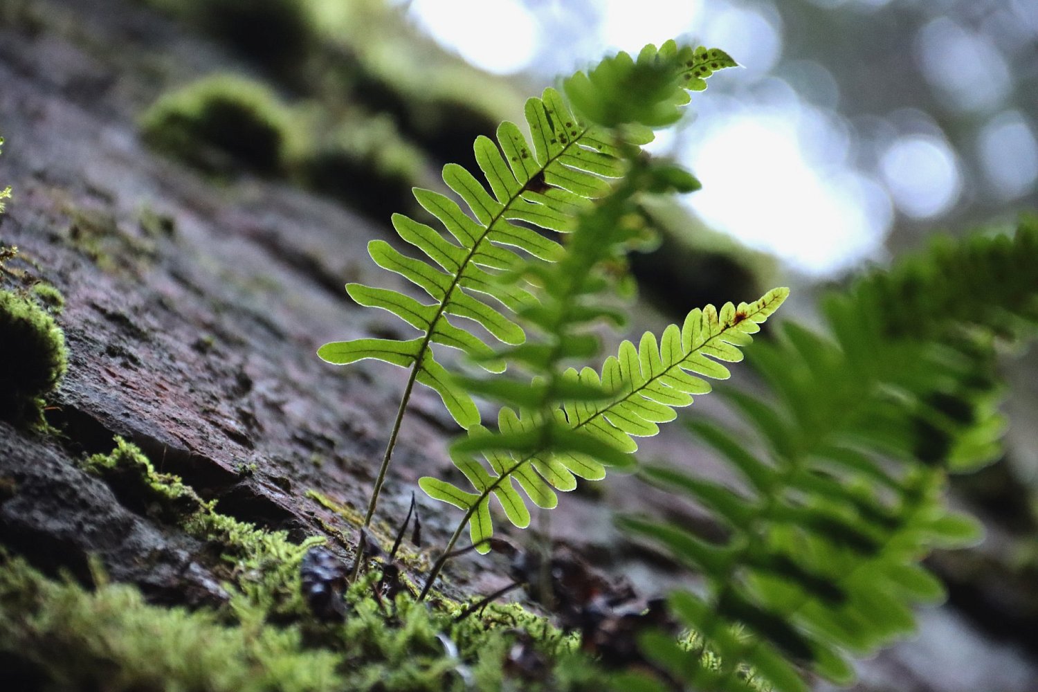 Туристский маршрут «Хийденвуори»