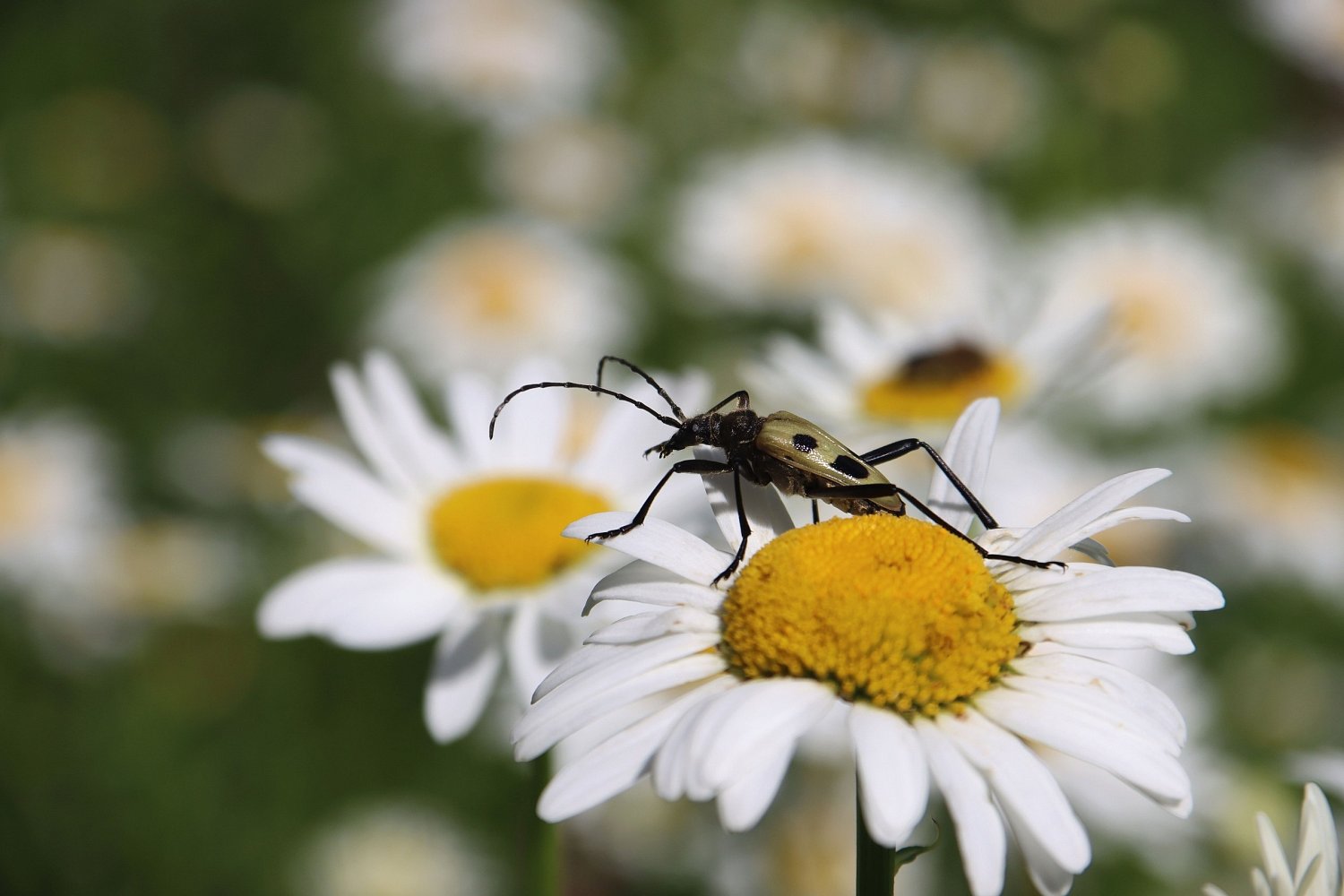 Всемирный день дикой природы